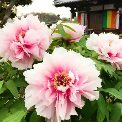 真言宗　善通寺派　薬王寺(香川県)