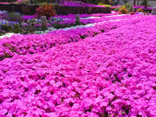 寿量山　速成寺の自然