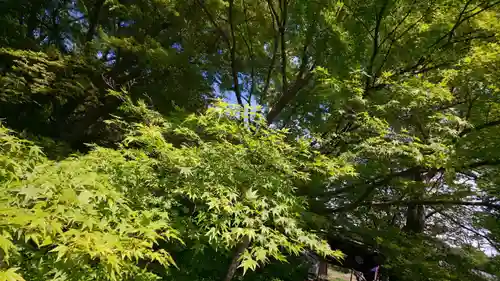 出雲大神宮の自然