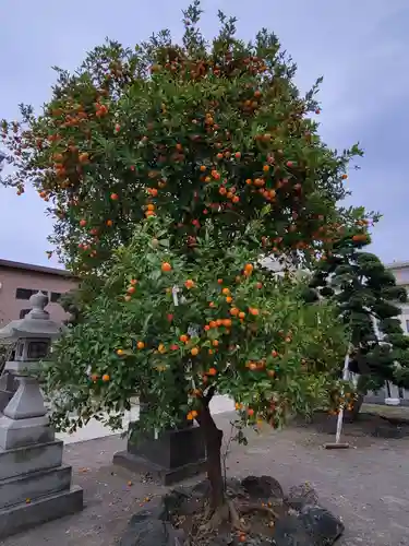胡録神社の自然