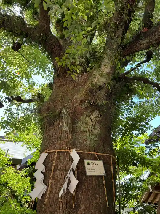 三篠神社の{uncategorized: "未分類", other: "その他", undefined: "問題あり", building: "その他建物", grave: "お墓", sacred_gate: "鳥居", guardian: "狛犬", statue: "像", buddha: "仏像", history: "歴史", nature: "自然", garden: "庭園", animal: "動物", pagoda: "塔", temizu: "手水舎", mountain_gate: "山門・神門", sanctuary: "本殿・本堂", subordinate: "末社・摂社", art: "芸術", scenery: "景色", jizo: "地蔵", ema: "絵馬", goshuin: "御朱印", omikuji: "おみくじ", items: "授与品その他", amulet: "お守り", goshuincho: "御朱印帳", eats: "食事", festival: "お祭り", votive_dance: "神楽", shichigosan: "七五三参", wedding: "結婚式", experience: "体験その他", initially: "初詣", around: "周辺", anti_infection: "感染症対策"}