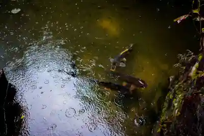 宇部観音千仏寺の動物