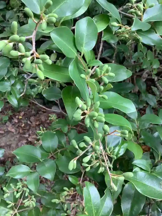 清洲山王宮 日吉神社の庭園