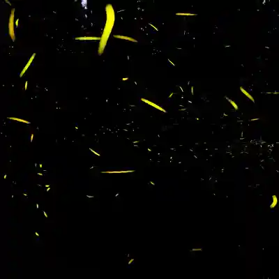 諫早神社（九州総守護  四面宮）(長崎県)