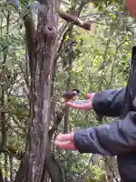 朝日山観音堂の動物