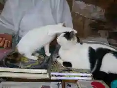 賀茂別雷神社の動物