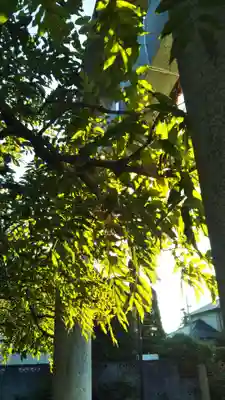 大天白神社の自然