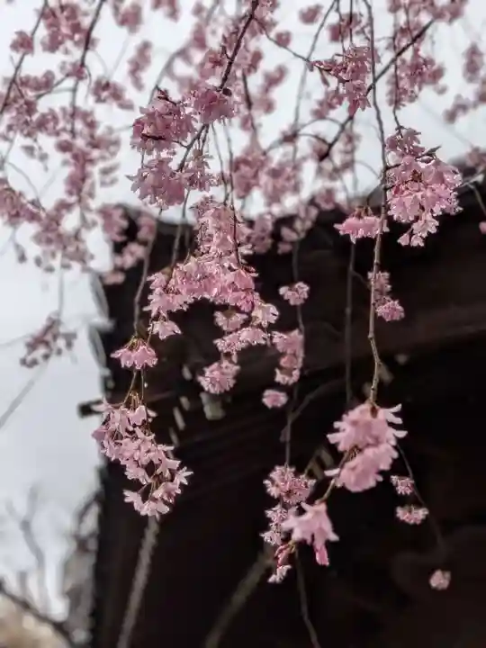 新井薬師(梅照院)(東京都)