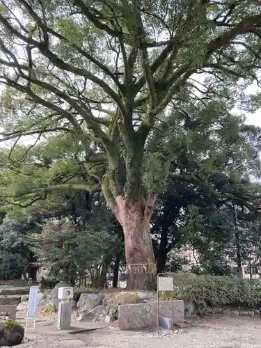 岐阜護國神社(岐阜県)