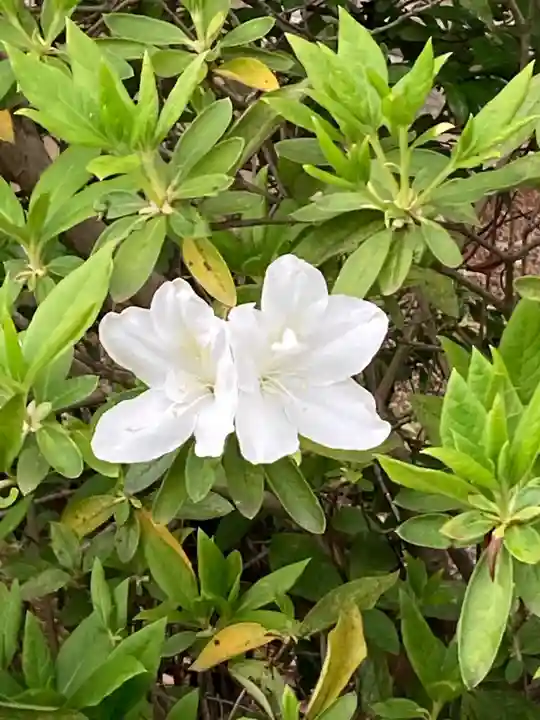 青葉神社の自然