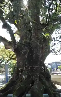 須賀神社の自然