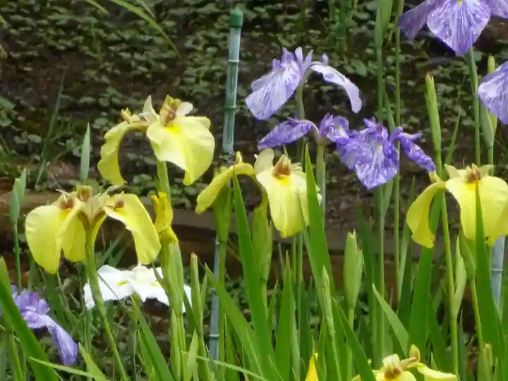 天台宗 長窪山 正覚寺の自然