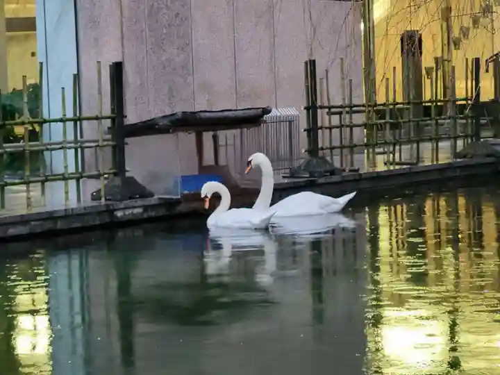 頂法寺(六角堂)の動物