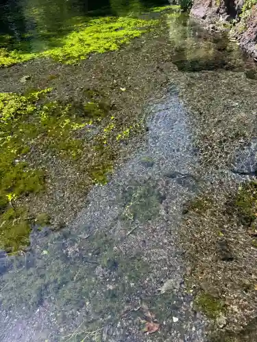 富士山本宮浅間大社(静岡県)