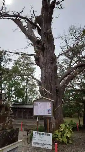 大宮神社の自然