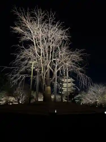 東寺（教王護国寺）の御朱印