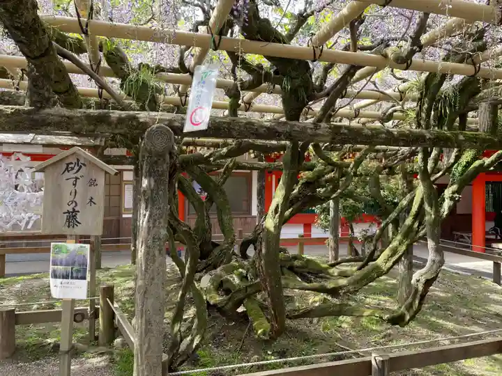 春日大社(奈良県)