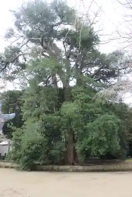 海上八幡宮の自然
