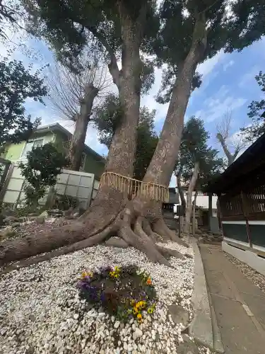 鳩ヶ谷氷川神社の{uncategorized: "未分類", other: "その他", undefined: "問題あり", building: "その他建物", grave: "お墓", sacred_gate: "鳥居", guardian: "狛犬", statue: "像", buddha: "仏像", history: "歴史", nature: "自然", garden: "庭園", animal: "動物", pagoda: "塔", temizu: "手水舎", mountain_gate: "山門・神門", sanctuary: "本殿・本堂", subordinate: "末社・摂社", art: "芸術", scenery: "景色", jizo: "地蔵", ema: "絵馬", goshuin: "御朱印", omikuji: "おみくじ", items: "授与品その他", amulet: "お守り", goshuincho: "御朱印帳", eats: "食事", festival: "お祭り", votive_dance: "神楽", shichigosan: "七五三参", wedding: "結婚式", experience: "体験その他", initially: "初詣", around: "周辺", anti_infection: "感染症対策"}