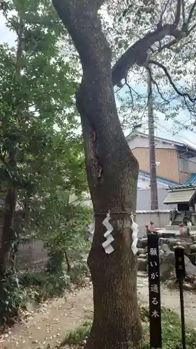 玉三稲荷神社の自然