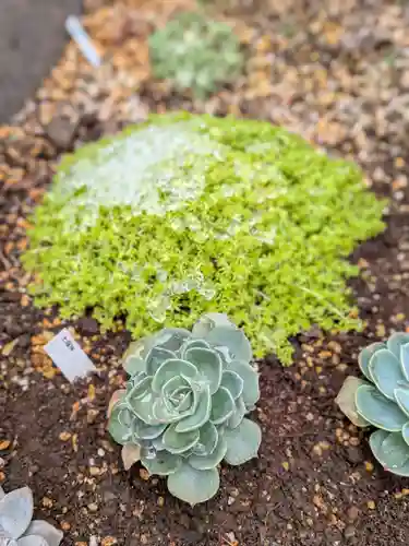 荻窪白山神社(東京都)