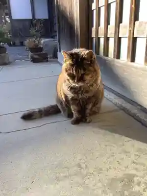 矢合観音の動物