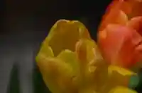 三崎稲荷神社の自然