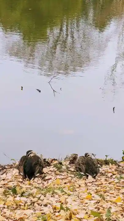 菊田神社の動物
