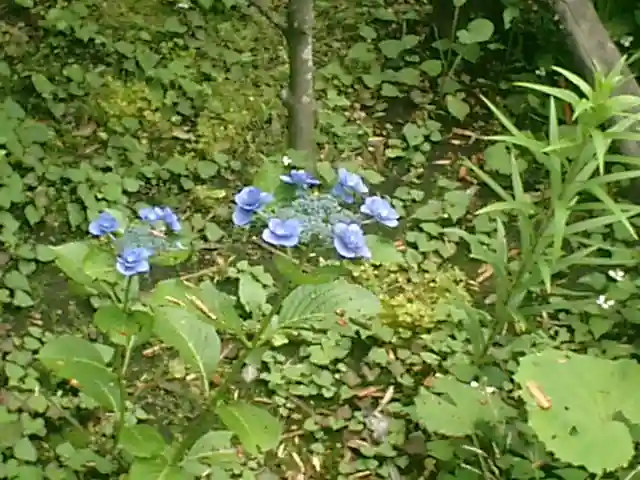 安國論寺(安国論寺)の自然