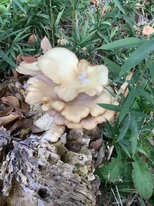 堤治神社の自然