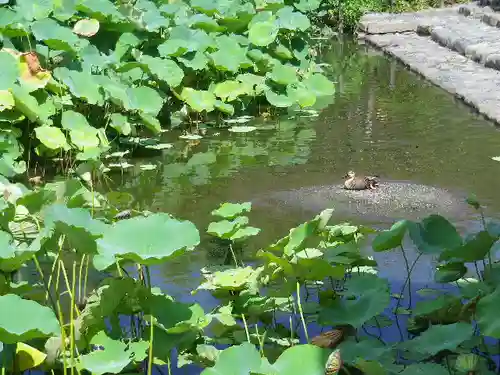 鶴岡八幡宮の庭園