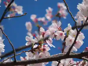 三輪神社の自然(2022年04月06日(水) 21時03分00秒投稿)