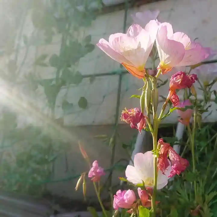 十二所社の自然