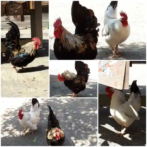 大崎八幡宮の動物