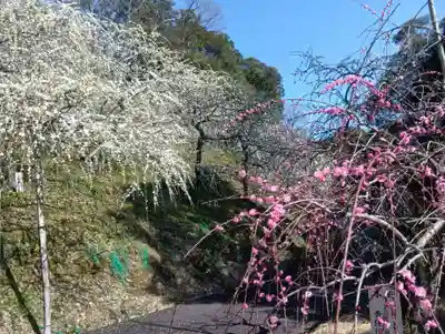 大縣神社(愛知県)
