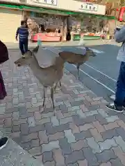 手力雄神社の動物