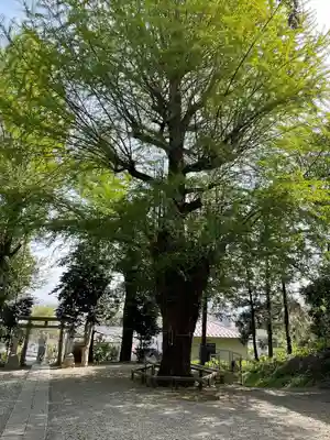 八幡宮(神奈川県)