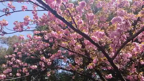 東京大神宮の自然