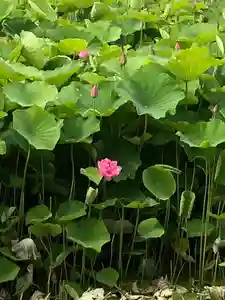 法話と天井絵の寺 観音寺(徳島県)(2021年09月25日(土) 17時11分31秒投稿)