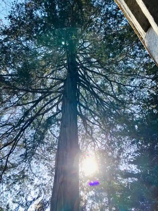 岡見八坂神社(茨城県)