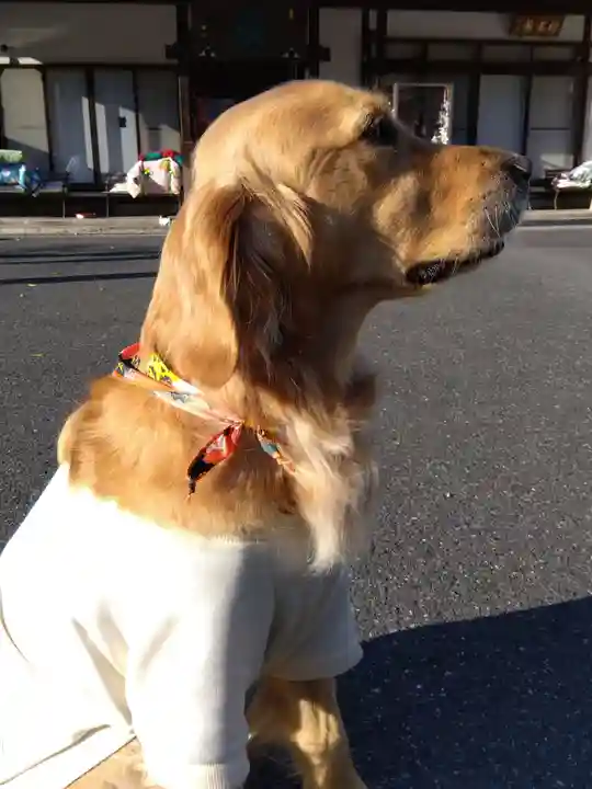 御誕生寺(猫寺)(福井県)