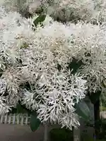 沙沙貴神社(滋賀県)