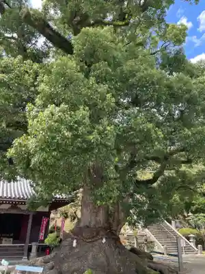 観音寺(香川県)