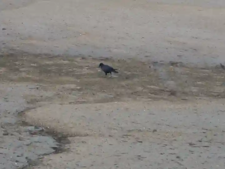 厳島神社(広島県)