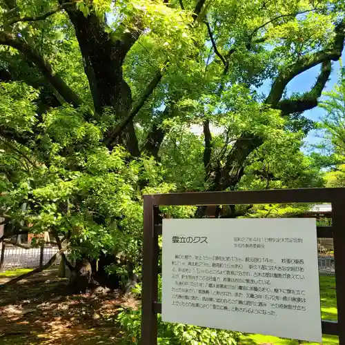 浜松八幡宮の自然