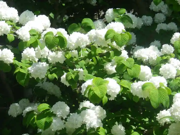 浄光明寺の自然