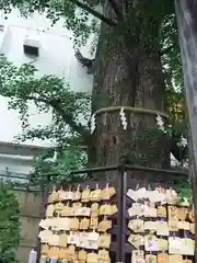 天祖神社の絵馬