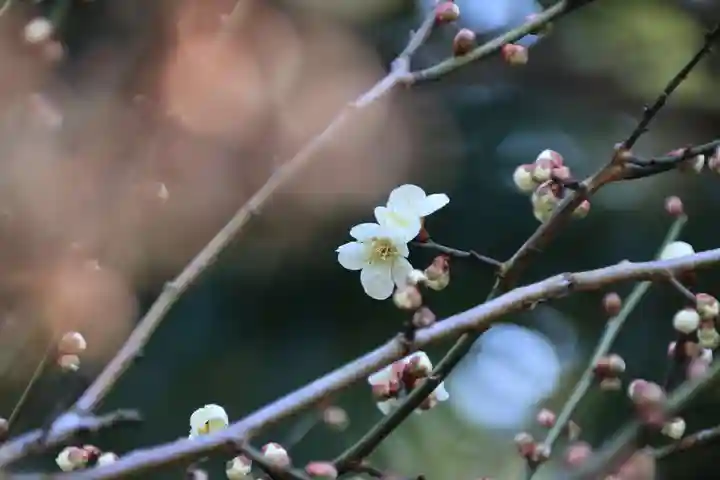 豊景神社の庭園