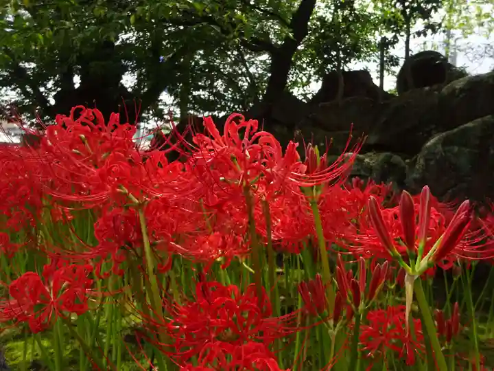横浜 西方寺の自然
