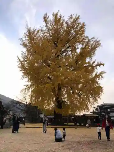 丹生酒殿神社の自然